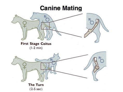 dog,sex|Dog Reproduction: Understanding the Process of Canine